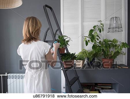 Stock Photo - Rear view of woman watering pot plants on step ladder. Fotosearch