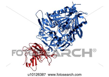 Receptor of MERS Virus, illustration View Large Illustration Stock Illustration - Receptor of MERS Virus, illustration. Fotosearch
