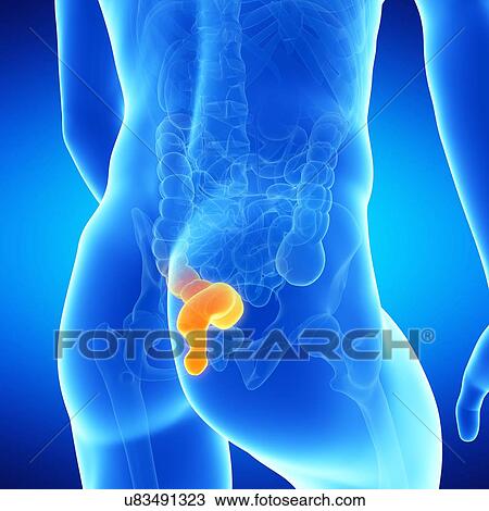Drawing - Rectum, illustration. Fotosearch