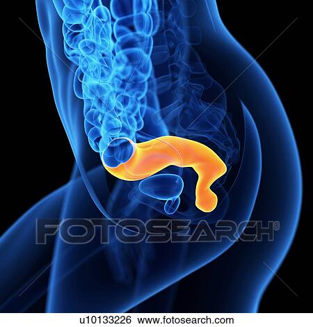 Stock Illustration - Rectum, illustration. Fotosearch