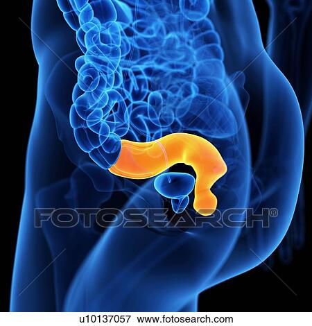Rectum, illustration View Large Illustration Stock Illustration - Rectum, illustration. Fotosearch