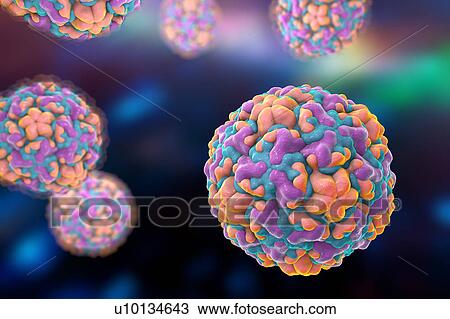 Rhinovirus, illustration View Large Illustration Drawing - Rhinovirus, illustration. Fotosearch