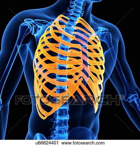 Ribcage, illustration View Large Illustration Clip Art - Ribcage, illustration. Fotosearch