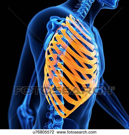 Ribcage, illustration View Large Illustration Drawing - Ribcage, illustration. Fotosearch