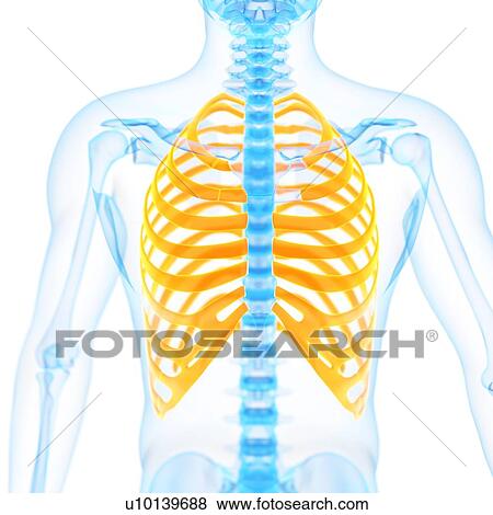 Ribcage, illustration View Large Illustration Stock Illustration - Ribcage, illustration. Fotosearch