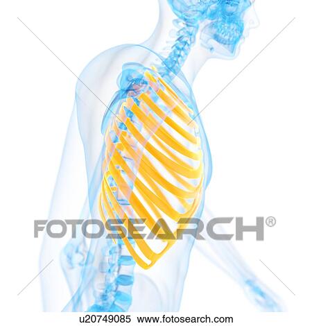 Ribcage, illustration View Large Illustration Stock Illustration - Ribcage, illustration. Fotosearch