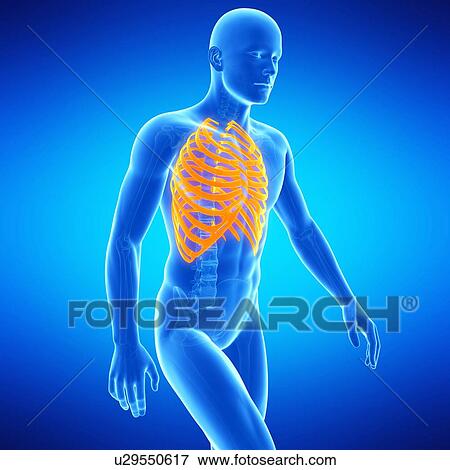 Stock Illustration - Ribcage, illustration. Fotosearch