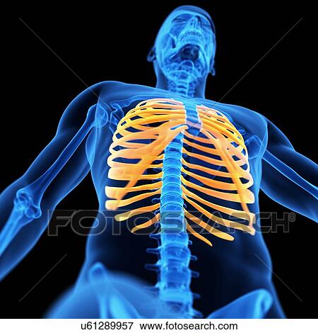 Stock Illustration - Ribcage, illustration. Fotosearch