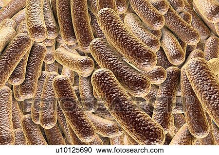 Clipart - Rod-shaped bacteria, illustration. Fotosearch