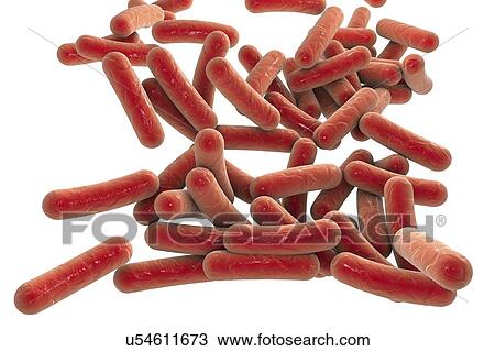 Rod-shaped bacteria, illustration View Large Illustration Drawing - Rod-shaped bacteria, illustration. Fotosearch