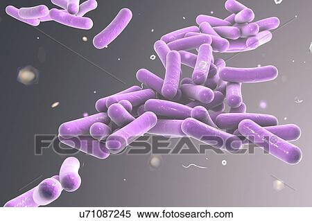 Rod-shaped bacteria, illustration View Large Illustration Stock Illustration - Rod-shaped bacteria, illustration. Fotosearch