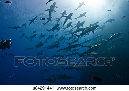 Stock Image - "Scuba diver approaching a large school of silky sharks (Carcharhinus falciformis), Roca Partida, Revillagigedo, Mexico". Fotosearch