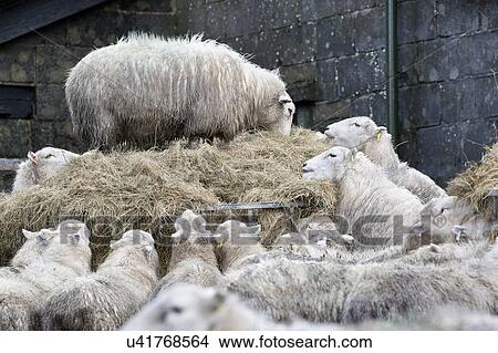 Sheep feeding on hay in winter View Large Photo Image Picture - Sheep feeding on hay in winter. Fotosearch