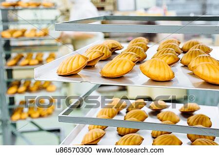 Stock Image - Shelves of madeleine cookies prepared in industrial bakery. Fotosearch