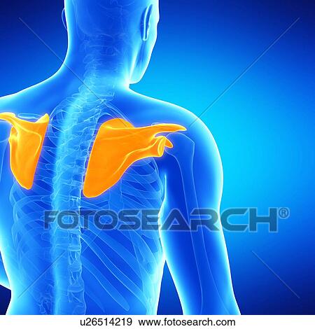 Shoulder blades, illustration View Large Illustration Stock Illustration - Shoulder blades, illustration. Fotosearch