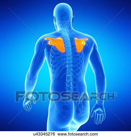 Stock Illustration - Shoulder blades, illustration. Fotosearch