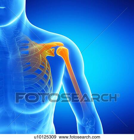 Stock Illustration - Shoulder joint, illustration. Fotosearch