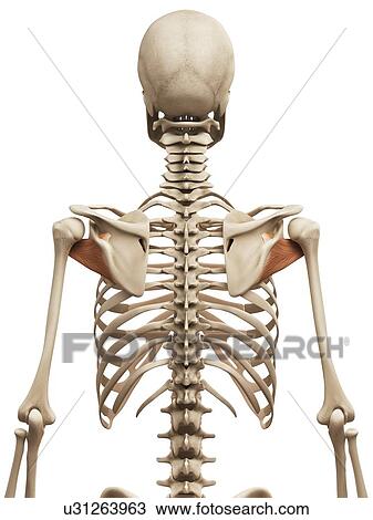 Shoulder muscles, illustration View Large Illustration Drawing - Shoulder muscles, illustration. Fotosearch