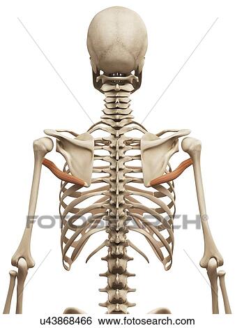 Shoulder muscles, illustration View Large Illustration Stock Illustration - Shoulder muscles, illustration. Fotosearch