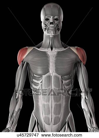 Shoulder muscles, illustration View Large Illustration Stock Illustration - Shoulder muscles, illustration. Fotosearch