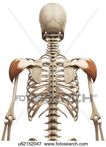 Shoulder muscles, illustration View Large Illustration Stock Illustration - Shoulder muscles, illustration. Fotosearch