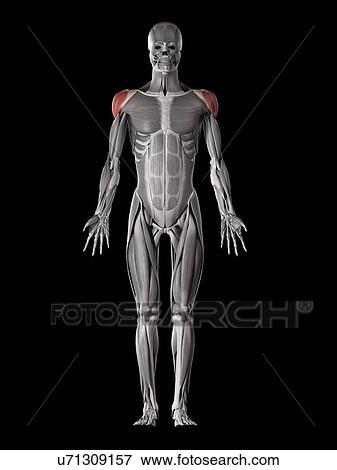 Shoulder muscles, illustration View Large Illustration Stock Illustration - Shoulder muscles, illustration. Fotosearch