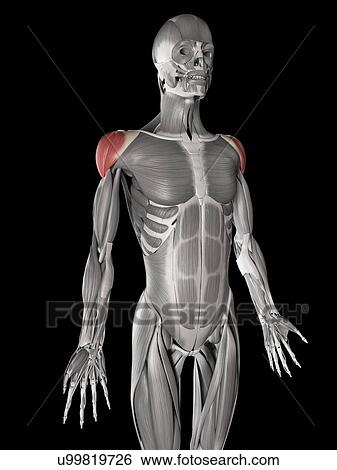 Stock Illustration - Shoulder muscles, illustration. Fotosearch