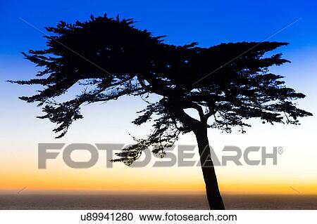Stock Image - Silhouette of tree at sunset, Lands End, San Francisco, California, USA. Fotosearch