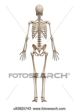 Skeletal System Illustration Drawing U93825743 Fotosearch