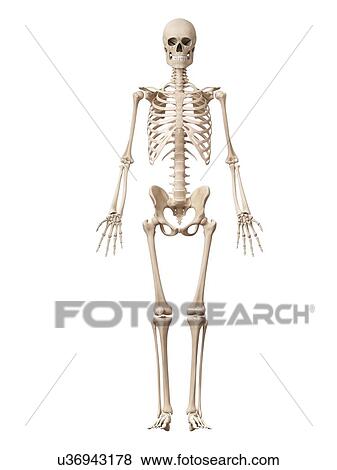 Stock Illustration - Skeletal system, illustration. Fotosearch