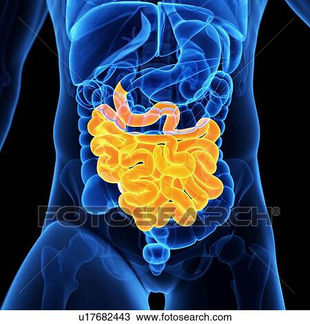 Small intestine, illustration View Large Illustration Drawing - Small intestine, illustration. Fotosearch
