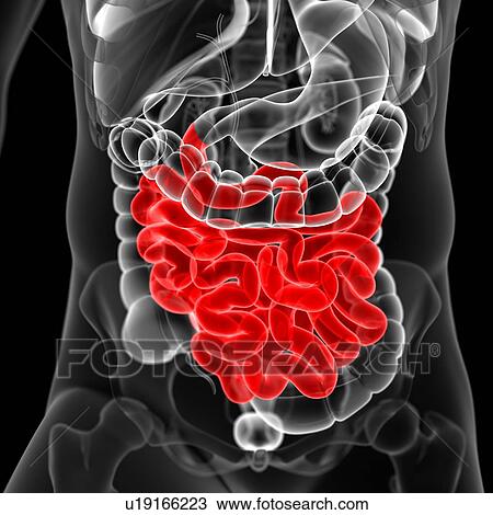 Small intestine, illustration View Large Illustration Drawing - Small intestine, illustration. Fotosearch