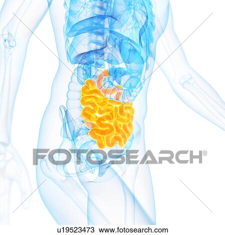 Small intestine, illustration View Large Illustration Drawing - Small intestine, illustration. Fotosearch