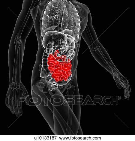Small intestine, illustration View Large Illustration Stock Illustration - Small intestine, illustration. Fotosearch