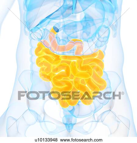 Small intestine, illustration View Large Illustration Stock Illustration - Small intestine, illustration. Fotosearch