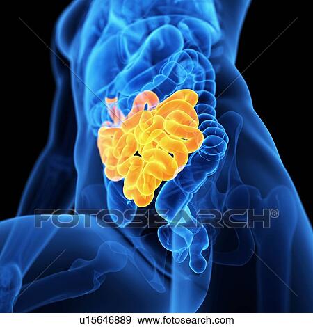 Small intestine, illustration View Large Illustration Stock Illustration - Small intestine, illustration. Fotosearch