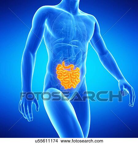 Stock Illustration - Small intestine, illustration. Fotosearch