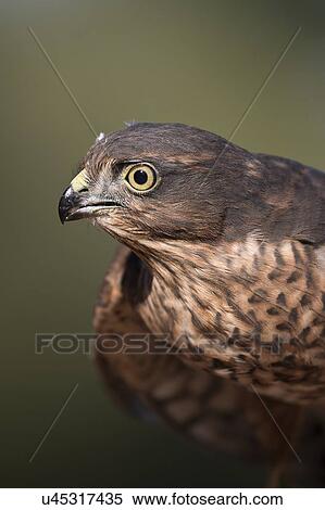 Stock Photography - Sparrowhawk portrait. Fotosearch