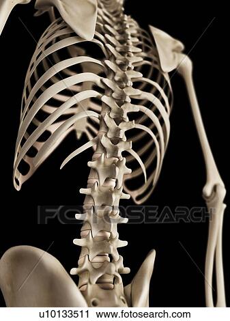 Clip Art - Spine, illustration. Fotosearch