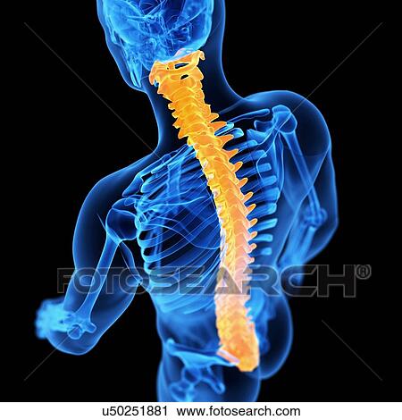 Spine, illustration View Large Illustration Clip Art - Spine, illustration. Fotosearch
