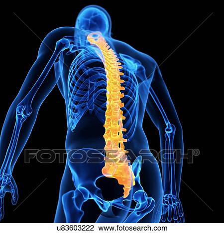 Spine, illustration View Large Illustration Drawing - Spine, illustration. Fotosearch