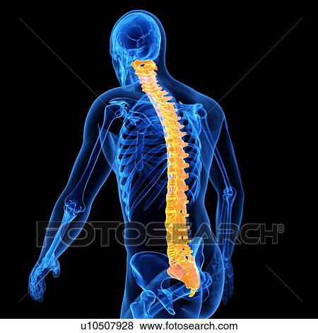 Stock Illustration - Spine, illustration. Fotosearch