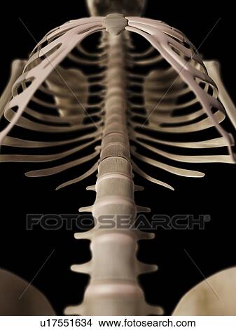 Spine, illustration View Large Illustration Stock Illustration - Spine, illustration. Fotosearch