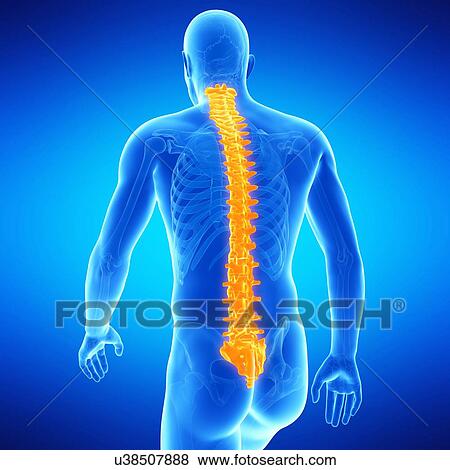 Stock Illustration - Spine, illustration. Fotosearch