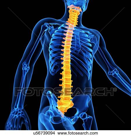 Stock Illustration - Spine, illustration. Fotosearch
