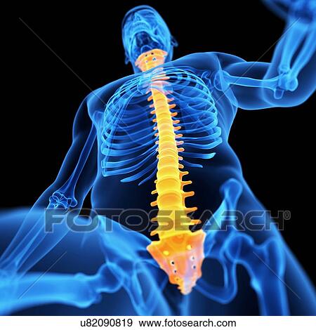 Spine, illustration View Large Illustration Stock Illustration - Spine, illustration. Fotosearch