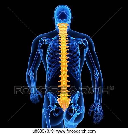 Stock Illustration - Spine, illustration. Fotosearch
