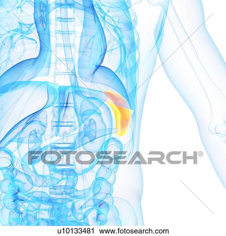 Clip Art - Spleen, illustration. Fotosearch
