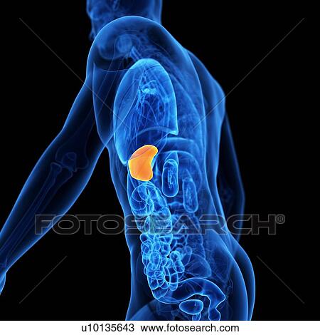 Spleen, illustration View Large Illustration Drawing - Spleen, illustration. Fotosearch