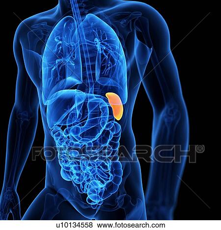 Stock Illustration - Spleen, illustration. Fotosearch